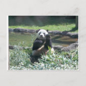 Carte postale Panda Bear Memphis Zoo (Devant)