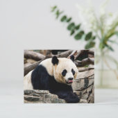 Carte Postale Panda Bear sur les rochers (Debout devant)