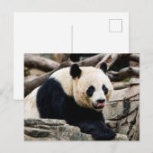 Carte Postale Panda Bear sur les rochers (Devant / Derrière)