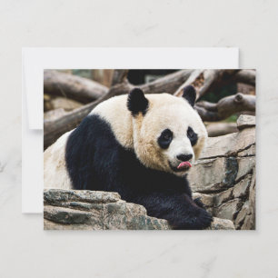 Carte Postale Panda Bear sur les rochers