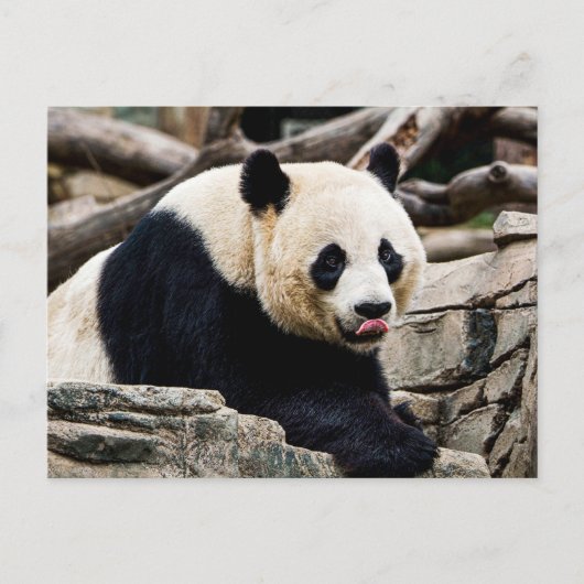 Carte Postale Panda Bear sur les rochers (Devant)