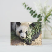 Carte Postale Panda Bear @ Zoo Atlanta (Debout devant)