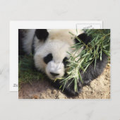 Carte Postale Panda Bear @ Zoo Atlanta (Devant / Derrière)