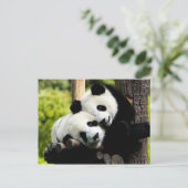 Carte Postale Panda Bears (Debout devant)