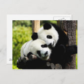 Carte Postale Panda Bears (Devant / Derrière)