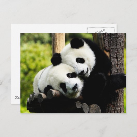 Carte Postale Panda Bears (Devant / Derrière)