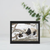Carte Postale Panda Bears (Debout devant)