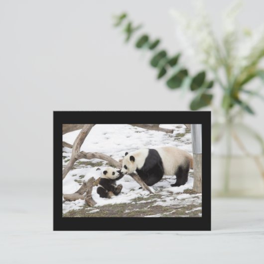 Carte Postale Panda Bears (Debout devant)