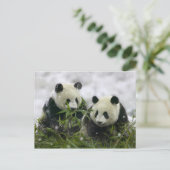 Carte postale Panda Bears - Customisé (Debout devant)