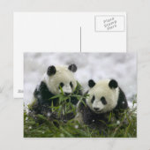 Carte postale Panda Bears - Customisé (Devant / Derrière)