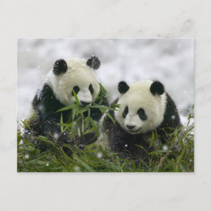 Carte postale Panda Bears - Customisé