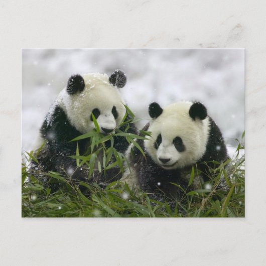 Carte postale Panda Bears - Customisé (Devant)
