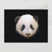 Carte Postale Panda bébé (Devant)