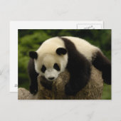 Carte Postale Panda bébé géant (Ailuropoda melanoleuca) 4 (Devant / Derrière)