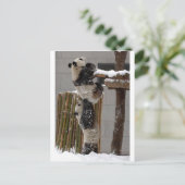 Carte Postale Panda Boost (Debout devant)