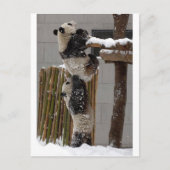 Carte Postale Panda Boost (Devant)