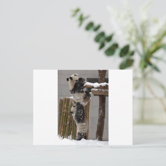 Carte Postale Panda Boost (Debout devant)