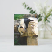 Carte Postale Panda chaud (Debout devant)