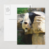 Carte Postale Panda chaud (Devant / Derrière)