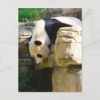 Carte Postale Panda chaud