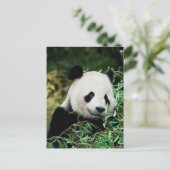 Carte Postale Panda dans un buisson (Debout devant)