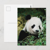 Carte Postale Panda dans un buisson (Devant / Derrière)