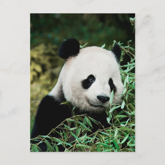 Carte Postale Panda dans un buisson (Devant)