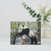 Carte Postale Panda debout (Debout devant)