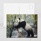 Carte Postale Panda debout (Devant / Derrière)