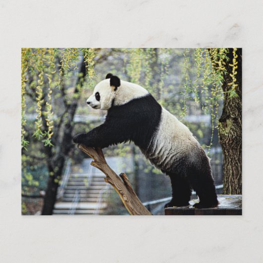 Carte Postale Panda debout (Devant)