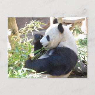 Carte postale Panda Feed Me