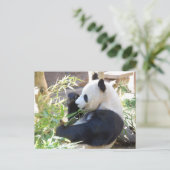 Carte postale Panda Feed Me (Debout devant)