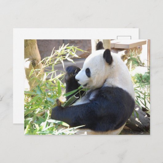 Carte postale Panda Feed Me (Devant / Derrière)
