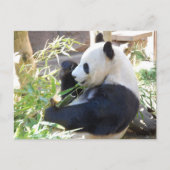 Carte postale Panda Feed Me (Devant)