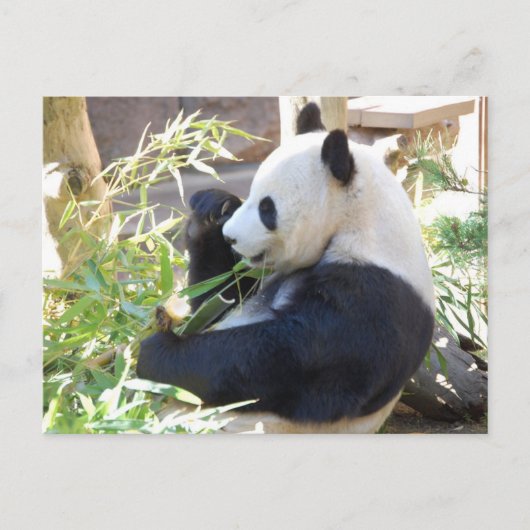 Carte postale Panda Feed Me (Devant)