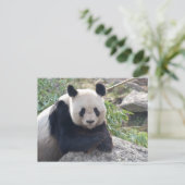 Carte Postale Panda Géant (Debout devant)