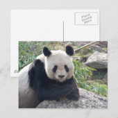Carte Postale Panda Géant (Devant / Derrière)