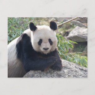 Carte Postale Panda Géant
