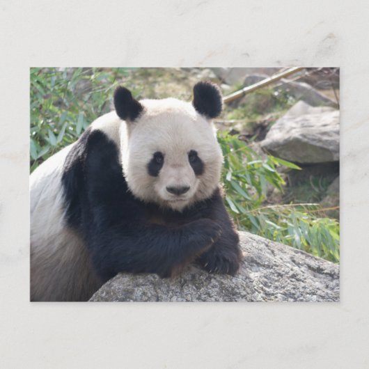 Carte Postale Panda Géant (Devant)
