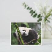 Carte Postale panda géant (Debout devant)