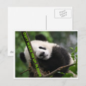 Carte Postale panda géant (Devant / Derrière)
