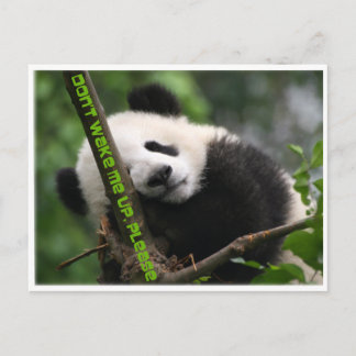 Carte Postale panda géant
