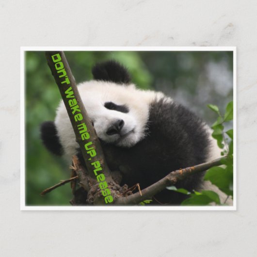 Carte Postale panda géant (Devant)