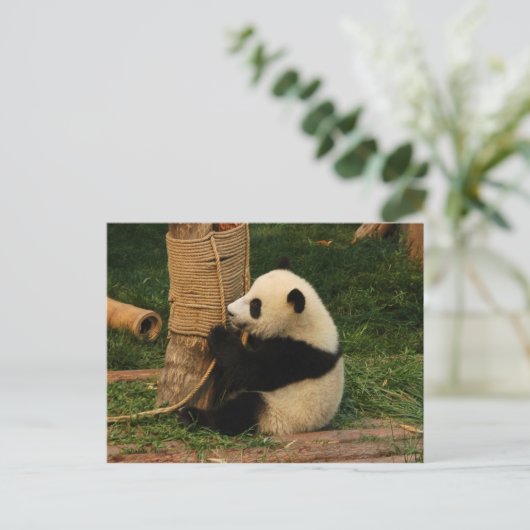 Carte Postale Panda géant (Debout devant)