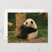 Carte Postale Panda géant (Devant / Derrière)