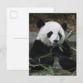 Carte Postale Panda géant (Devant / Derrière)