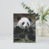 Carte Postale Panda géant (Debout devant)
