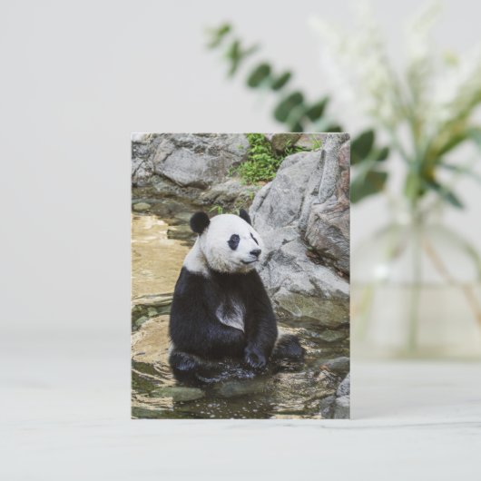 Carte Postale Panda géant (Debout devant)