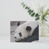 Carte Postale panda géant (Debout devant)