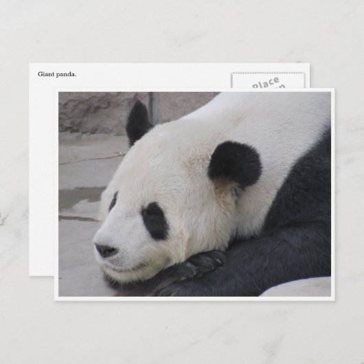 Carte Postale panda géant (Devant / Derrière)
